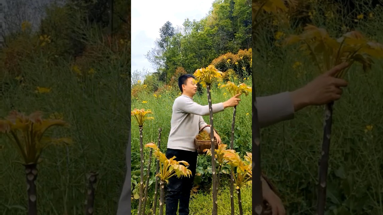 Picking Fresh Wild Vegetables  #satisfying #shot