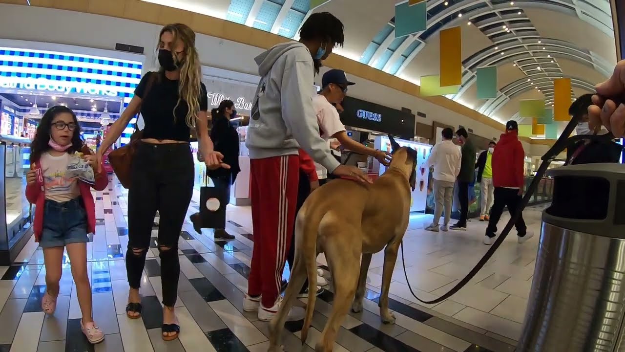 Cash 2.0 Great Dane visits an indoor shopping mall 15