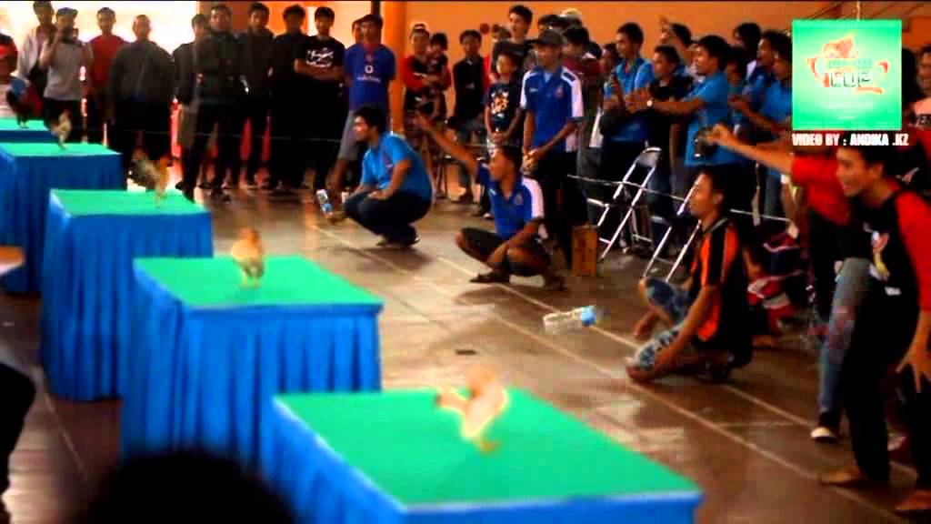 Kontes Nasional Ayam Serama SERDEBBO CUP 2 INDONESIA