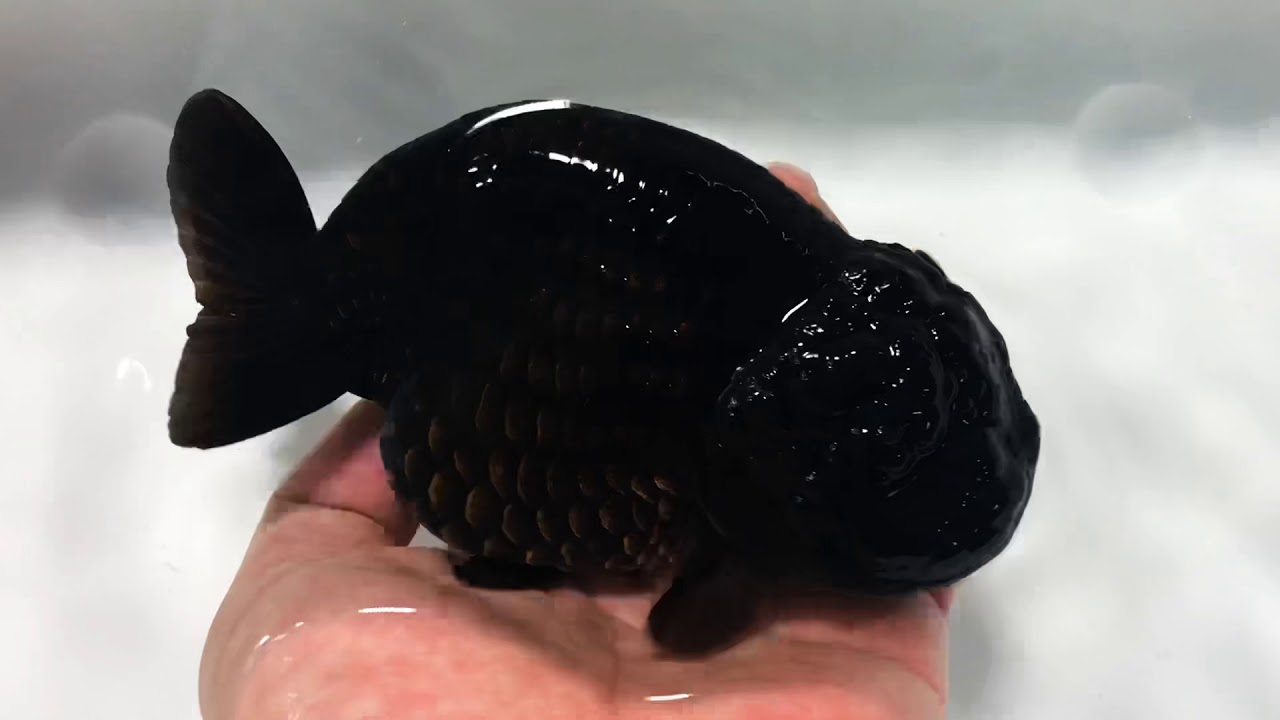 Quality goldfish