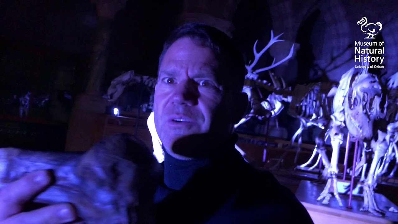 Mystery at the Museum 3!
