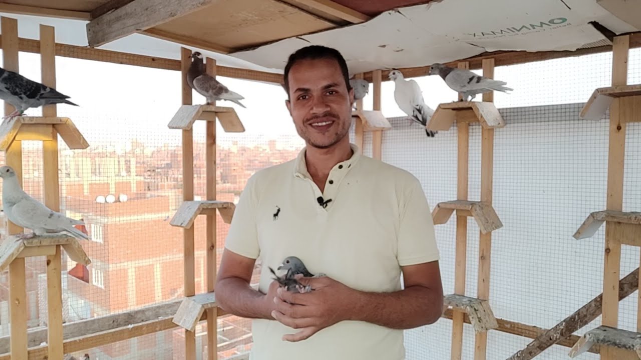 اسباب وعلاج الشفقة (التسيف) عند الحمام كلام عملي ومجرب budgie#