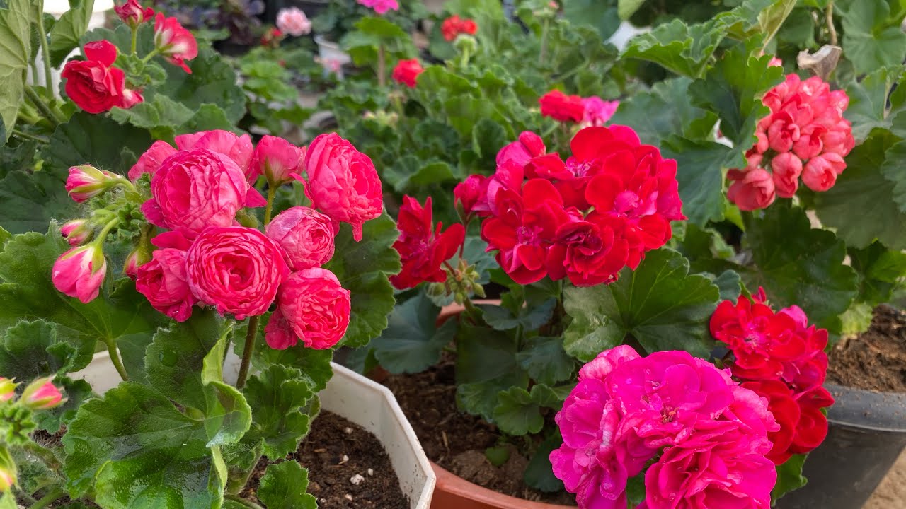 Geranium || pangpar || chi hranghrang || thir ho na || nei leh ang u aw ,,,,,