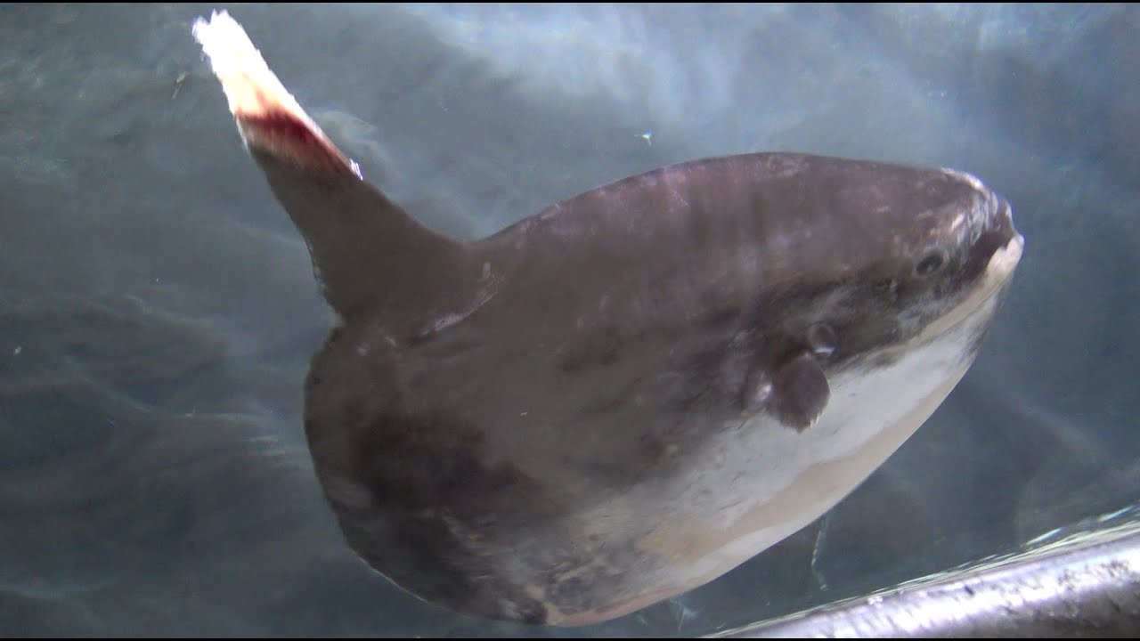 Un poisson lune rel&acirc;ch&eacute; au large de Noum&eacute;a