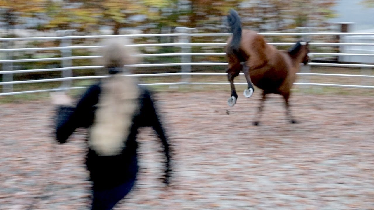 Pony beißt und schlägt nach Kindern - kann Ariane Telgen die Ursachen finden? Teil 1/2