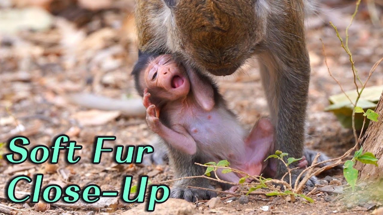 🔴 Close-Up Baby Monkey Mandra 🐒💗 | Mama Manda Watching Her First Walking Practice