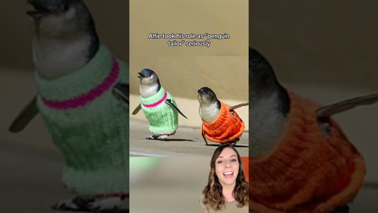 109-year-old man knits sweaters for penguins affected by oil spill