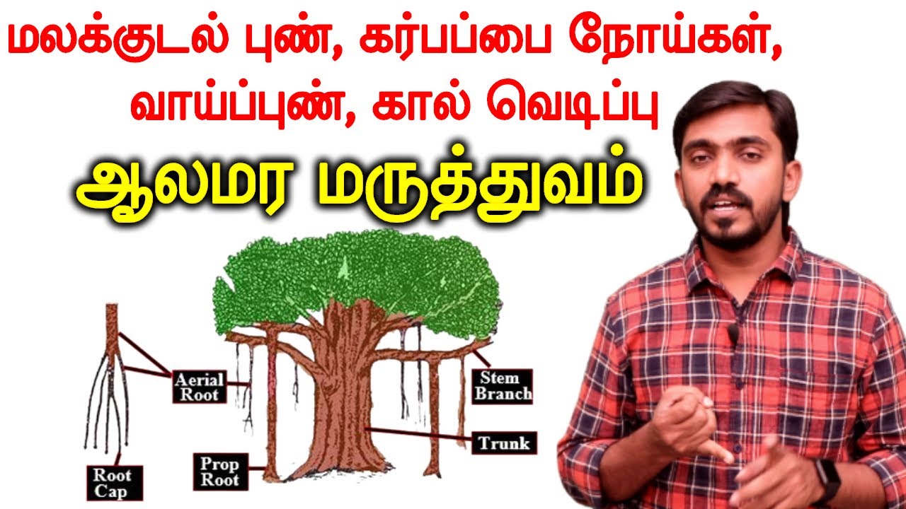 ஆலமரத்தில் ஆயிரம் நன்மைகள் அதில் சில | MEDICAL USES OF BANYAN TREE | DrSJ