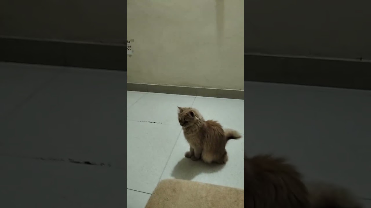 Tutu mera Sohna tutu 🥰😘