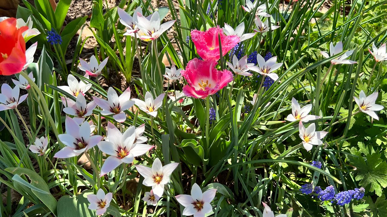 BEST PLACE TO ENJOY TIME WITH NATURE || EDWARDS GARDENS