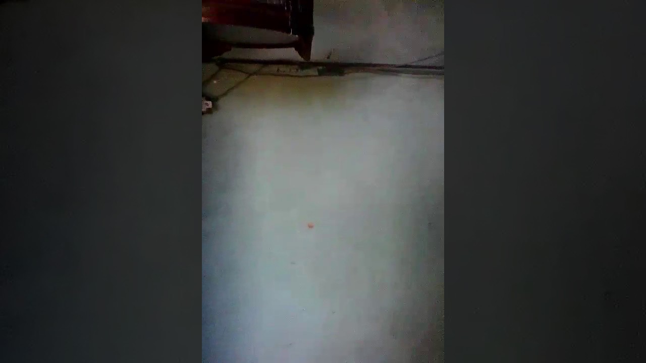 Cu moi moi sam dong