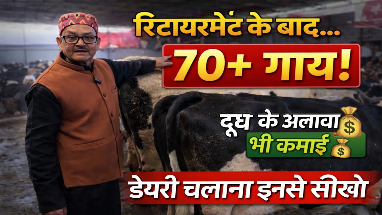 चाचा जी रिटायरमेंट के बाद शुरू किया डेयरी,शानदार फीड,ब्रीड डेयरी मैनेजमेंट/safal dairy farm bihar ||