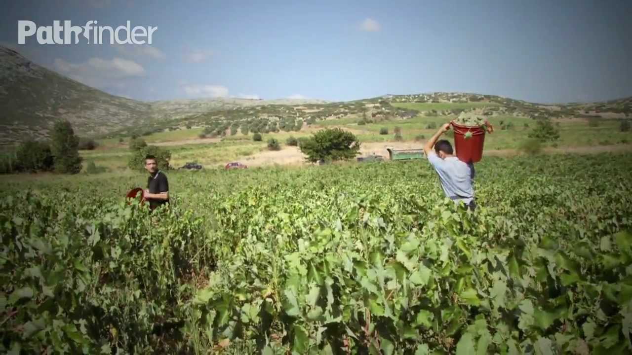 ΙnsideFood - Αμπέλι και τρύγος [S08E01]