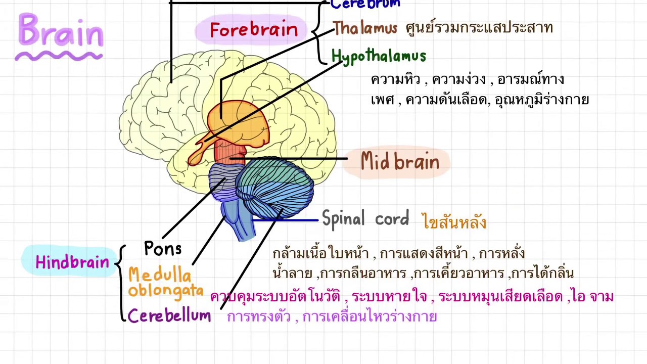 ตอนที่ 3 เรื่อง หน้าที่ของสมองส่วนต่างๆ