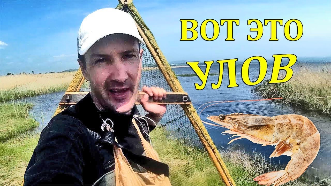 Рыбалка на креветку сачком! Полная ловушка ракообразных деликатесов за заход!