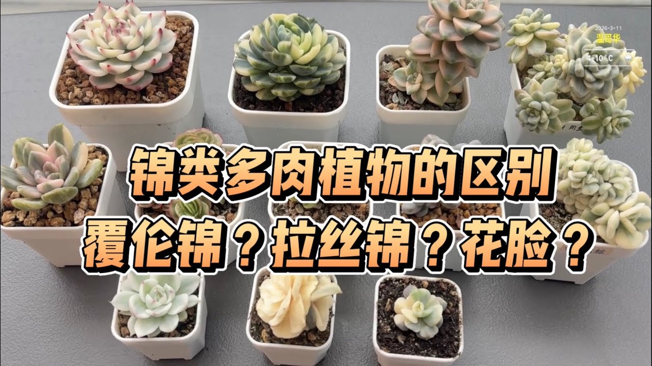 【多肉植物】锦类的各种名字区分：拉丝锦、覆伦锦、全锦和花脸。