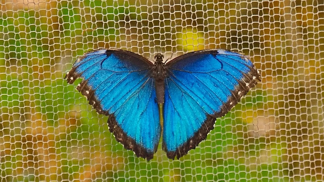 Butterflies 2025 Fall at Springs Preserve
