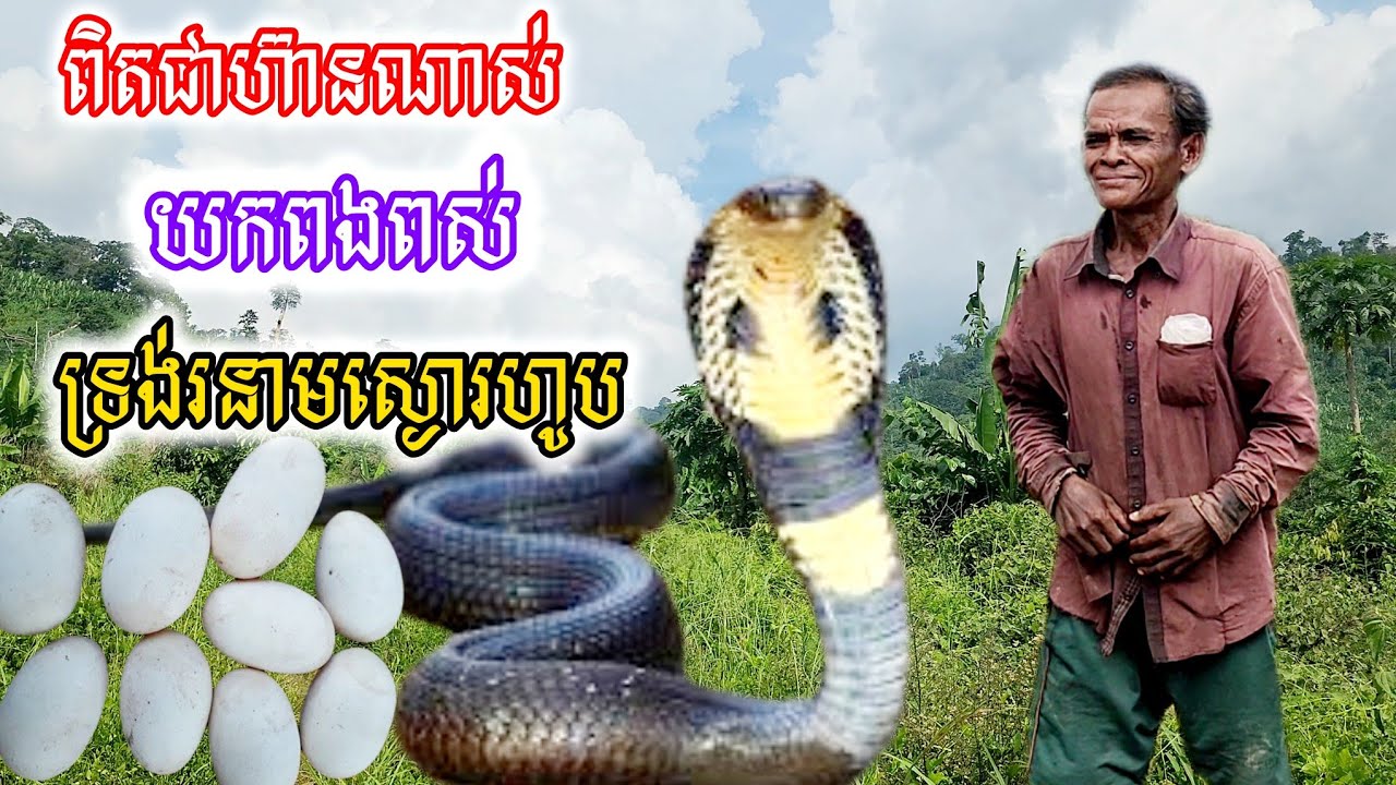 [ជួបម្ដងស្បថ]ធំណាស់លោកអើយ​!​មកទាំងមេទាំងឈ្មោល យកចំពងស្ដេចពស់ទ្រង់រនាម