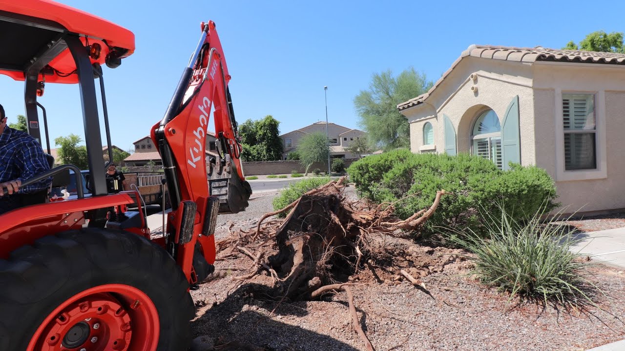 kubota m62 removing a large tree stump with the backhoe