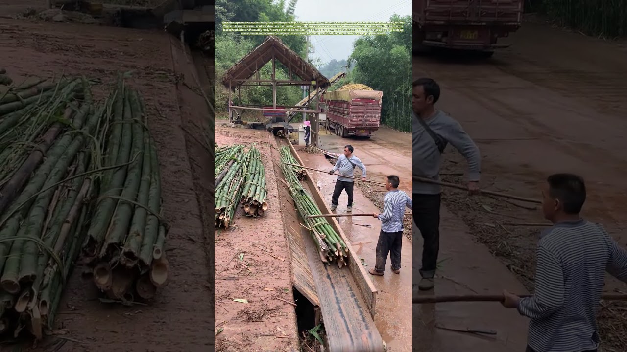 Bamboo to Pulp: How Two Poles Feed an Industrial Appetite