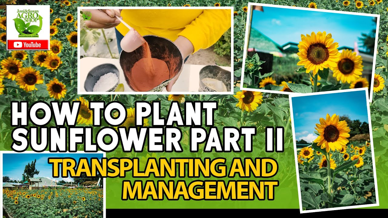 HOW TO PLANT SUNFLOWER| PART 2 | Transplanting and Management