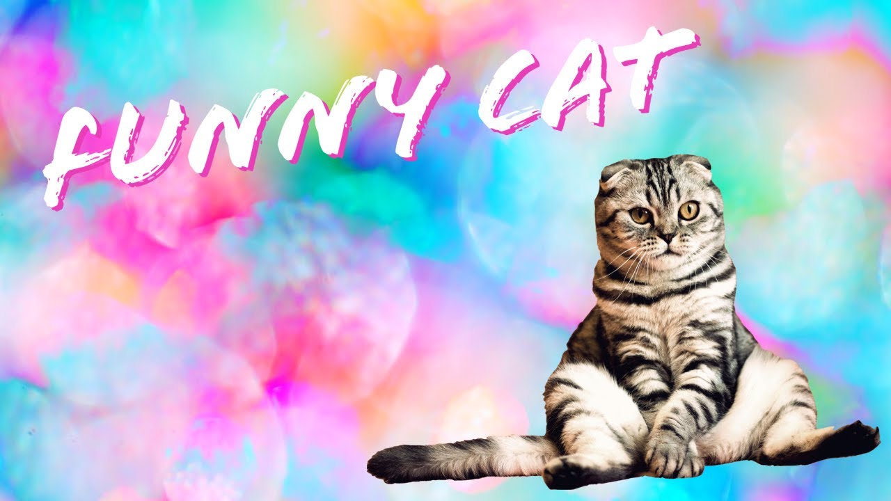 funny cats compilation 2020 - funny and cute cats - funniest cats compilation 2020 #9