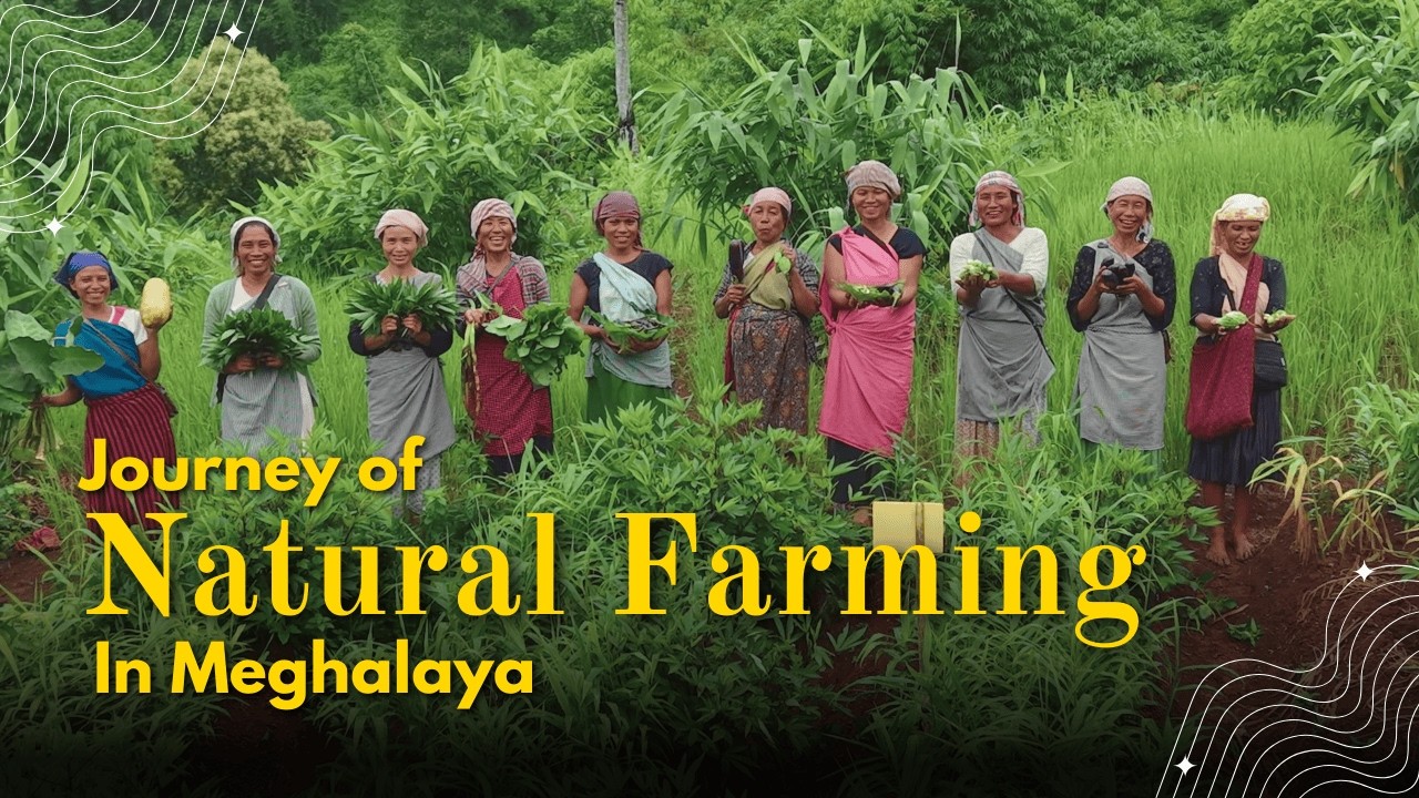 Journey of Natural Farming in Meghalaya | Meghalaya State Rural Livelihoods Society | MSRLS