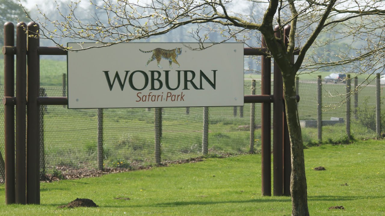 Vlog #3 | Day Trip to Woburn Safari Park | Bedfordshire, UK