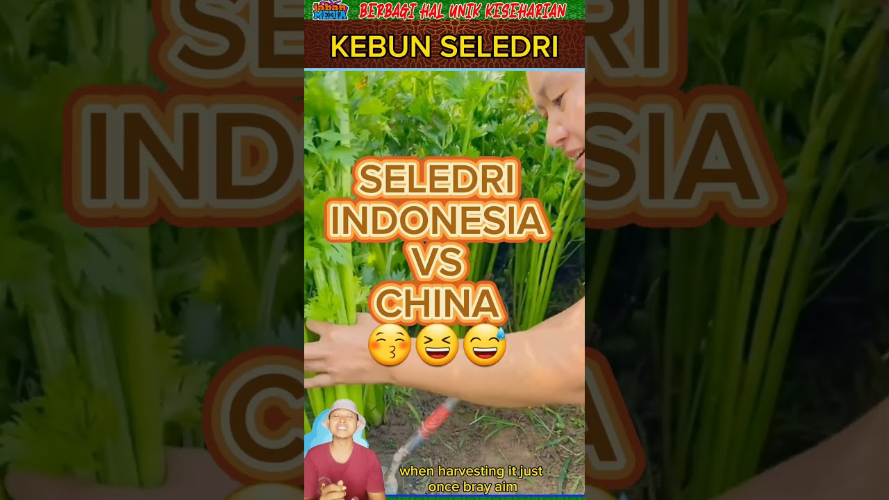 TANAMAN SELEDRI LUAR NEGRI