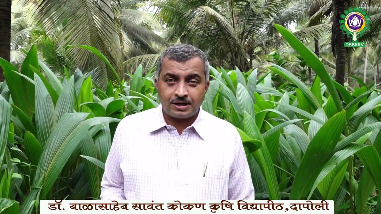 नारळ लागवड - डॉ. किरण मालशे । Dr. BSKKV, Dapoli