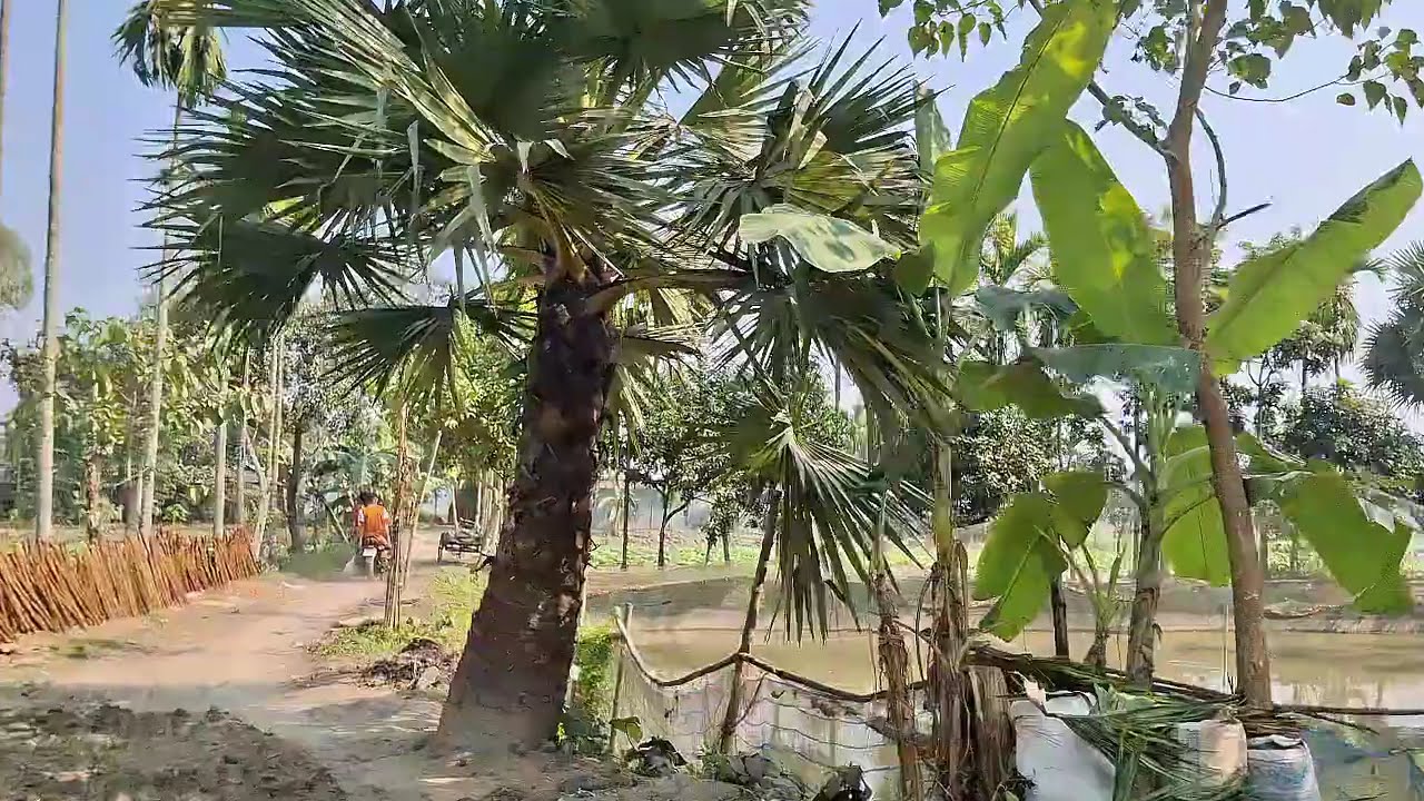 Hat Bandhobi Pa Bandhobi Mon Bandhobi KiDiya | হাত বান্ধিবি পা বান্ধিবি |Bengali ViralSong 2025🤘