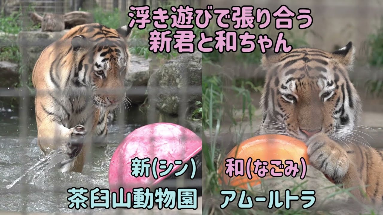 茶臼山動物園　浮きで遊びで張り合う新君と和ちゃん　アムールトラ
