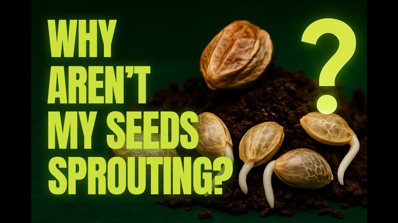 Why Aren&rsquo;t My Seeds Sprouting? (5 Fast Fixes)
