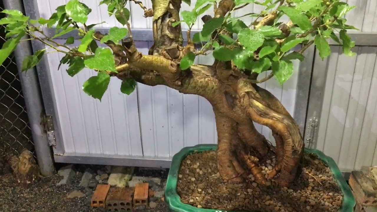 No.8 Dâu tằm DT08 ; liên hệ 0918-767-282 bonsai Nhat Phuong.