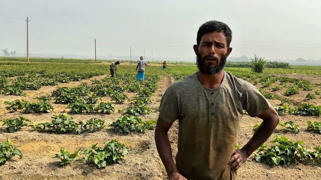 🌿 গ্রামের নতুন ফসল—খিরার ক্ষেত 🥒সবুজ লতায় ভরা মাঠ, কৃষকের ঘামে গড়া স্বপ্ন 💚