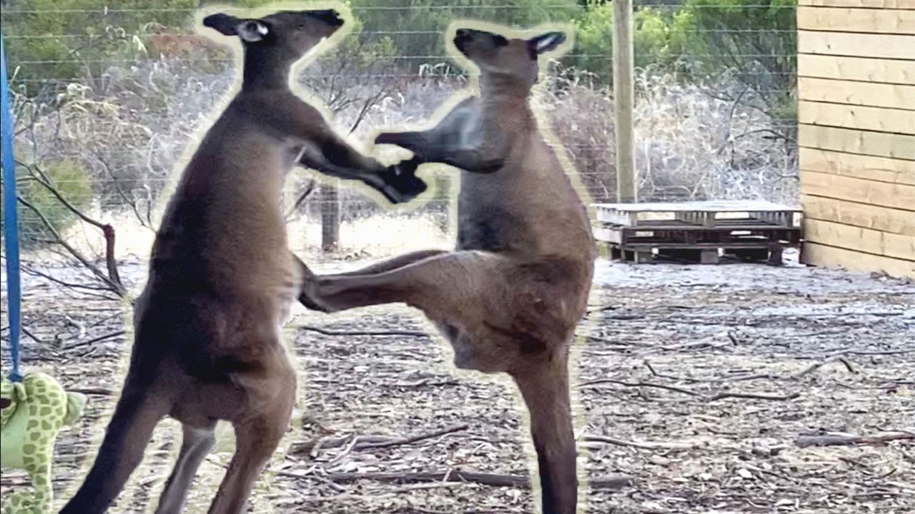 Kangaroos Have A Brotherly Fight