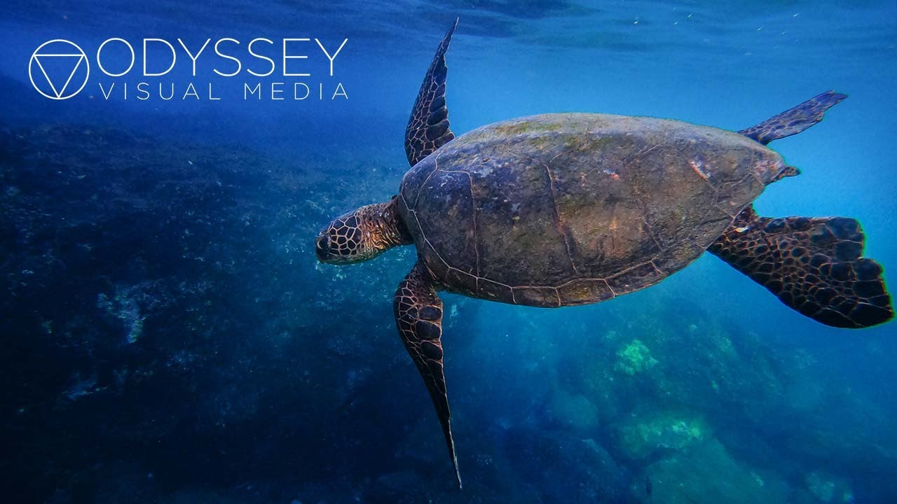 Green Sea Turtles | Hawaii Documentary 4k