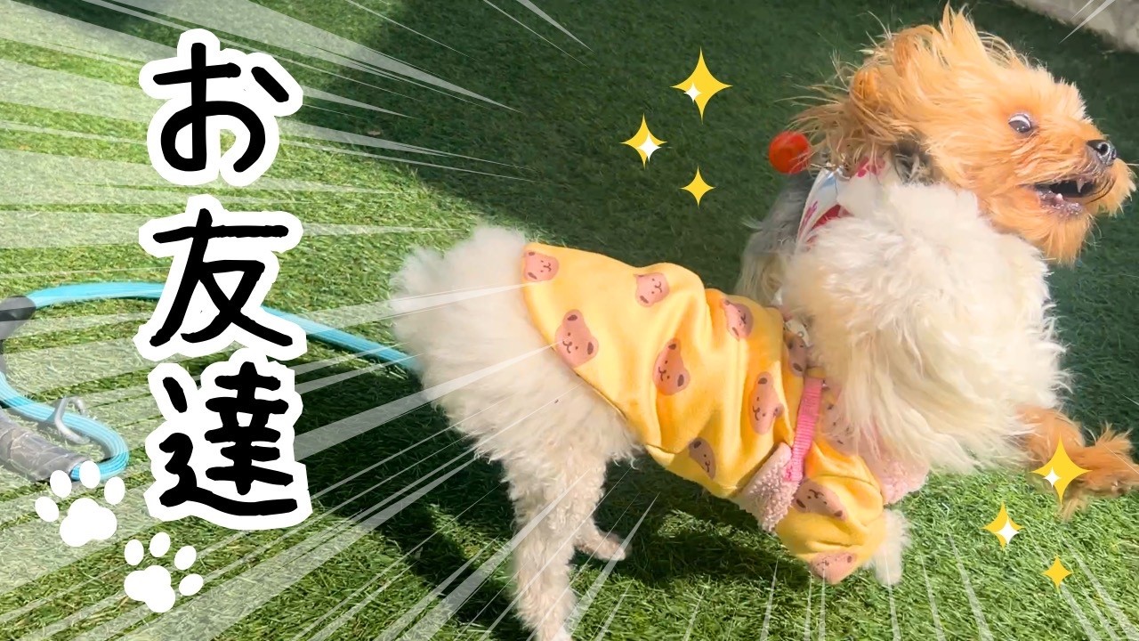 【ヨーキー】お友達と遊んだ日🌸【癒し】