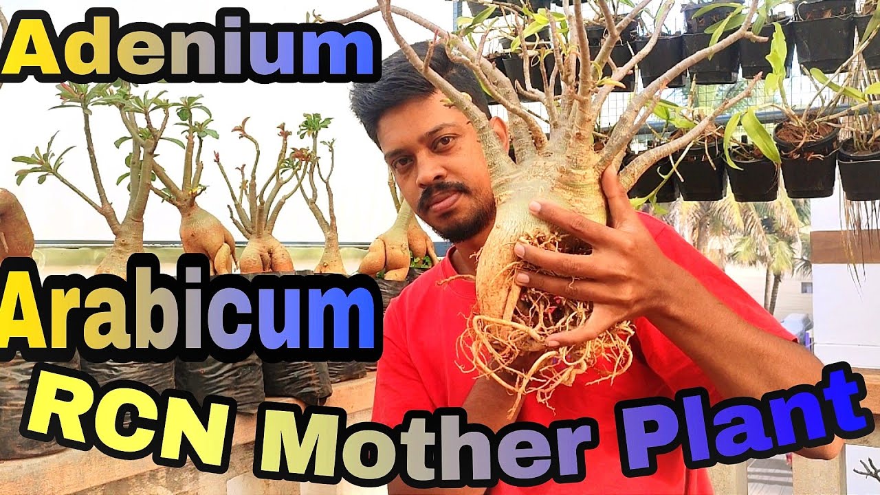 Adenium Arabicum RCN Mother plant Variety.. Best Blooming Plant