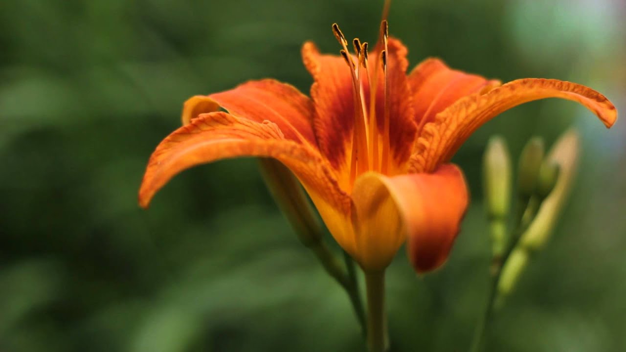 Pentacon 50mm f/1.8  Body - Canon 60D