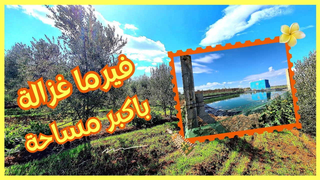 فيرما واجدا⛳️ فاحسن موقع أشجار🪴صغيره و الكهرباء كلشي بالطاقه الشمسيه🌼😎