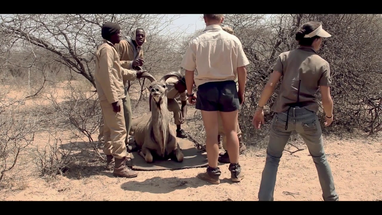 Manketti Game Capture operations and marketing by Thabazimbi Wildlife Services