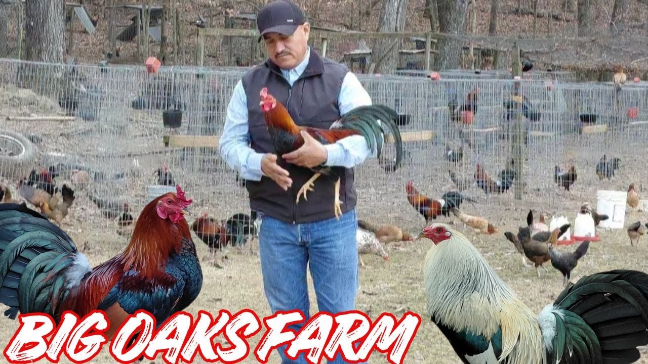 ALABAMA Big Oaks Farm - Feeding Time Shape Chicken Coop Indoor Outdoor Breeding Pens