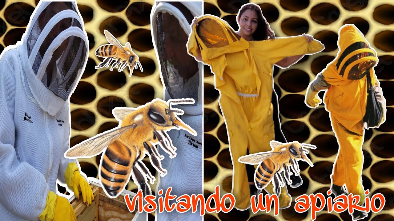 Colmenas de abejas 🐝 visitamos un apiario.