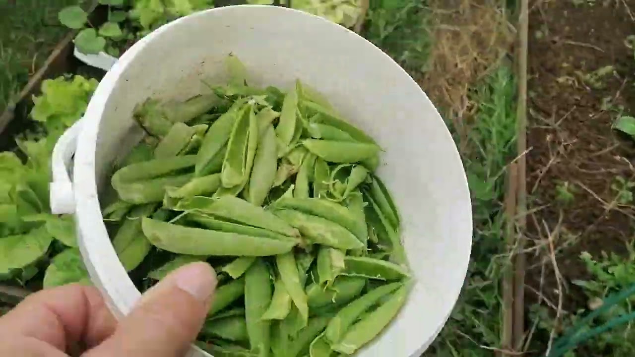 Évolution du potager le 25 juin 2022
