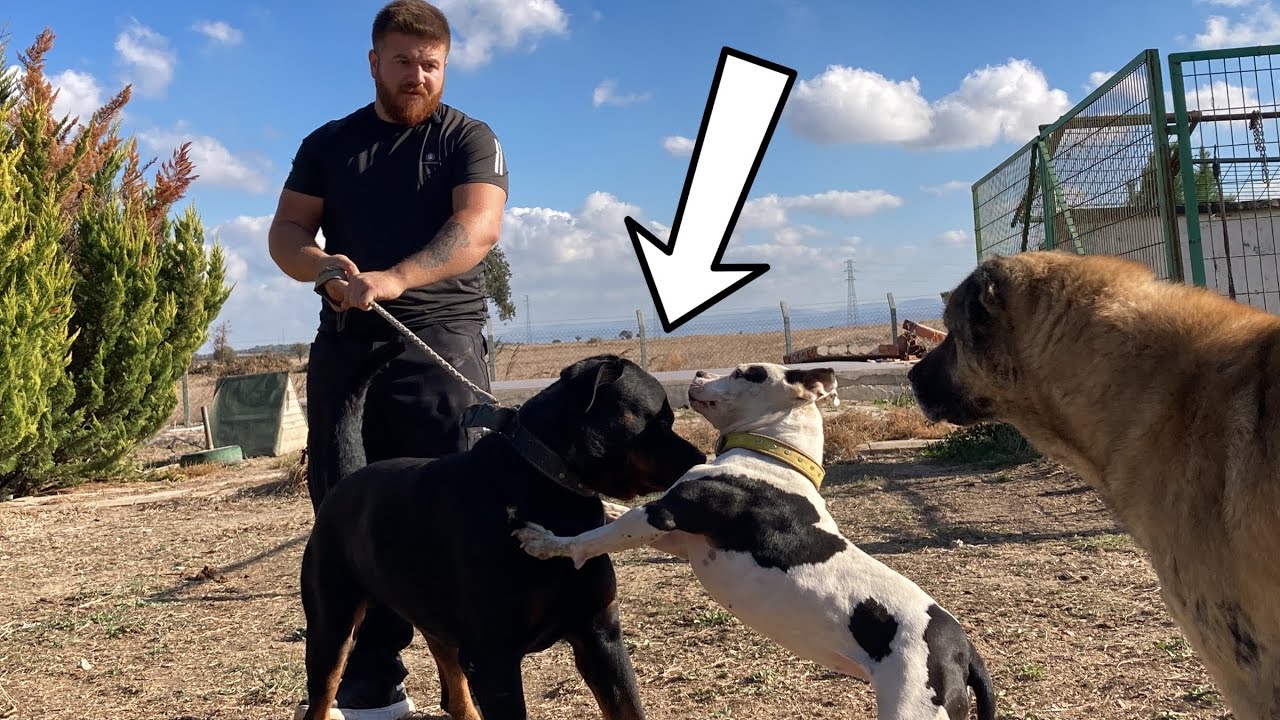İzabel Tehlikeli Rottweiler TYSON’A DALDI!