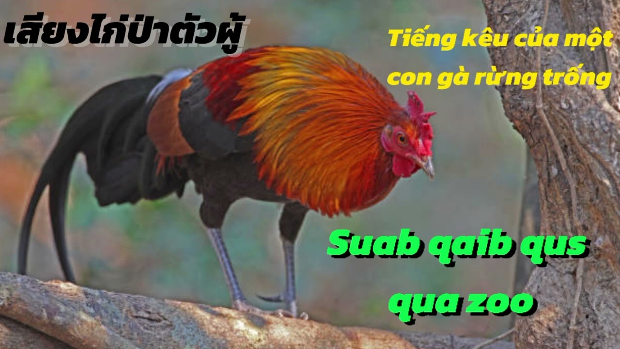 Suab qaib qus qua zoo 2025