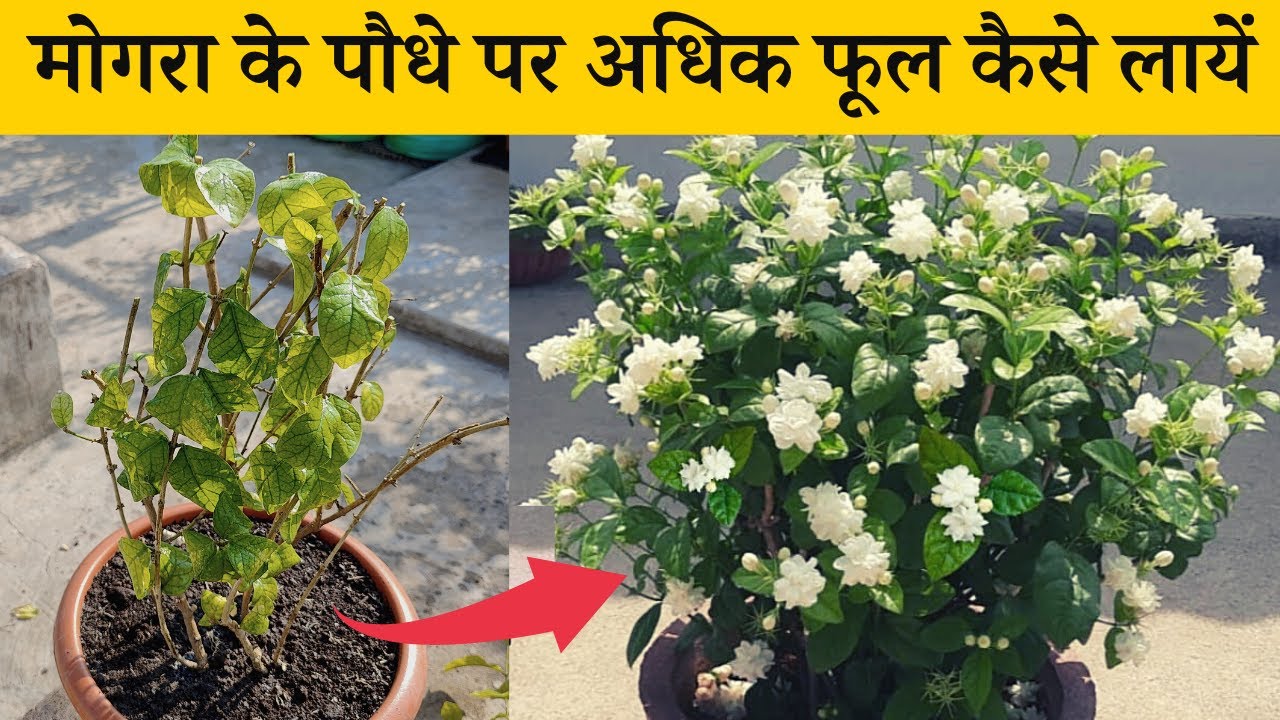 मोगरा के पौधे पर अधिक फूल कैसे लायें सीक्रेट टिप्स | How To Get More Flowers On Mogra Plant in Hindi