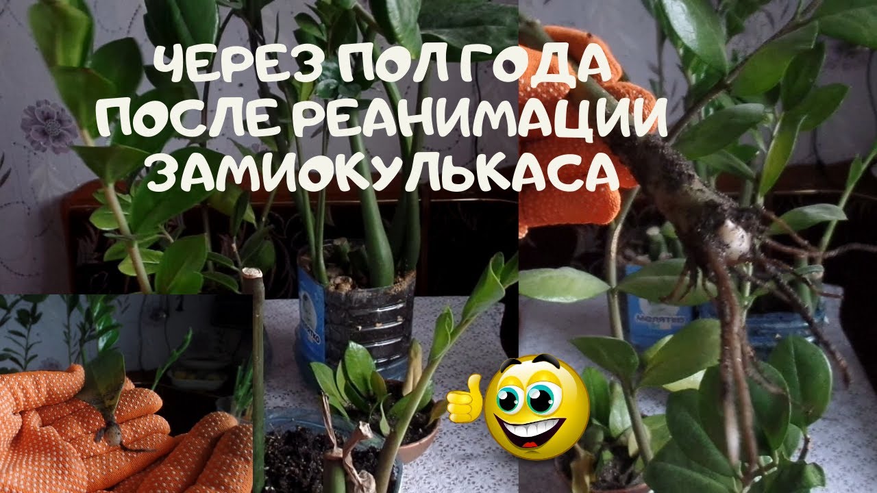 Выброшенный замиокулькас через пол года после реанимации.Разбирайте и растите долларовое дерево