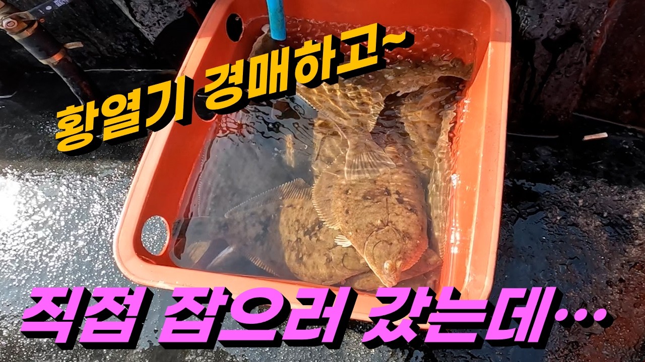 새벽 어판장에서 황열기 입찰하고 직접 잡으러 갔는데 이런~